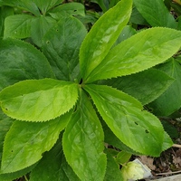 Helleborus viridis